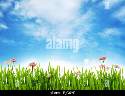 Wiese Landschaft mit Gänseblümchen und blauer Himmel Stockfoto