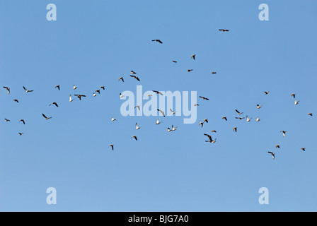 Eared Tauben auf der Flucht vor einem blauen Himmel in Cordoba, Argentinien Stockfoto