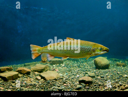 NEW BRUNSWICK, Atlantik-Lachs-Museum in Doaktown. Atlantischen Lachs im Aquarium. Miramichi River. Stockfoto