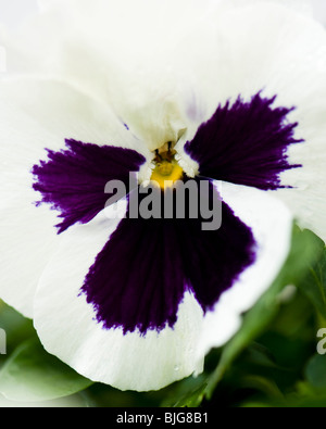 Nahaufnahme von ein Stiefmütterchen weißen Fleck, Viola X wittrockiana, in Blüte Stockfoto