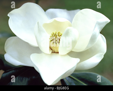 Eine immergrüne Magnolie Blume wächst in einem Naturschutz bewahren in South Louisiana. Stockfoto