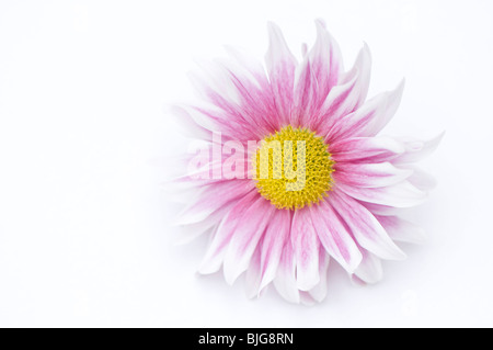 Nahaufnahme einer rosa und weiße Chrysantheme Blume auf einem weißen Hintergrund Stockfoto