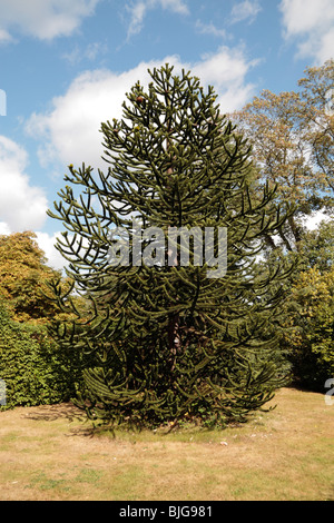 Eine Araucaria Araucana (Monkey-puzzle) Koniferen Baum im 20. Jahrhundert Garten, Hampton Court Palace, UK. Stockfoto