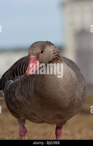 Gans am Schloss Nymphenburg, München Stockfoto