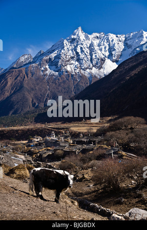 Ein YAK und Himalaya-Gipfel im Dorf SAMAGAUN auf der ganzen MANASLU Trekking - NUPRI REGION NEPALS Stockfoto