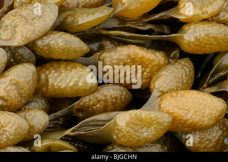 Ei, Wrack, Ascophyllum Nodosum, Osmington Mühlen, Dorset, März 2007. Stockfoto