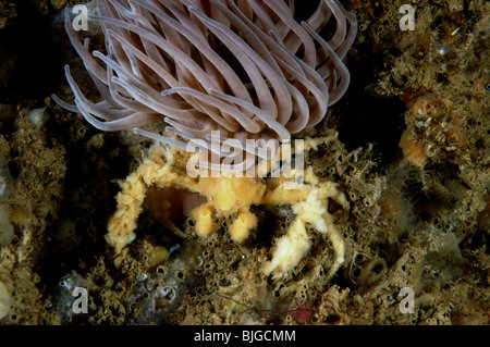 langbeinige Seespinnen, Inachos Phalangium, mit Snakelocks Anemone, Anemonia Viridis, Portland Dorset, Stockfoto