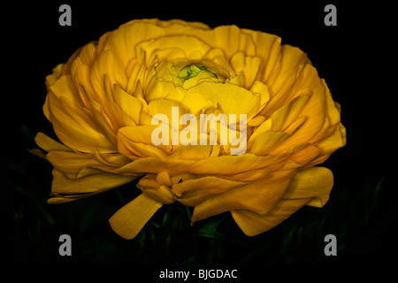 Ranunculus Asiaticus - Persian buttercup Stockfoto