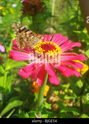 schöne rote Zinnie Blume Stockfoto