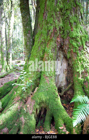 Moos auf den Wurzeln und der Stamm eines großen Baumes in Barrington tops Stockfoto