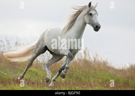 Reines Spanisches Pferd, Andalusisch. Grauer Hengst, der auf einer Wiese galoppiert. Russland Stockfoto