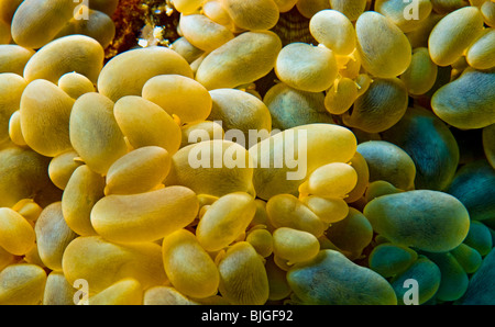 Blase Tipp Anemone Entacmaea Quadricolor Brennnessel unter Wasser Meer MALAPASCUA Inseln Unterwasser wilde Wildnis Korallenriff Stockfoto