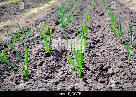 Die Raws der Pflanzung Knoblauch Stockfoto