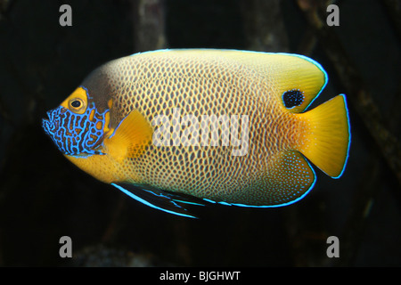 Blueface-Kaiserfisch-Pomacanthus xanthometopon Stockfoto