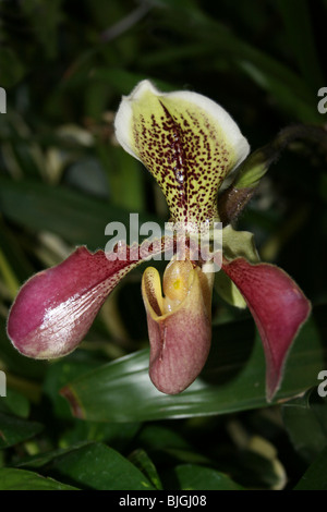 Frauenschuh Orchidee Paphiopedilum Arten Stockfoto