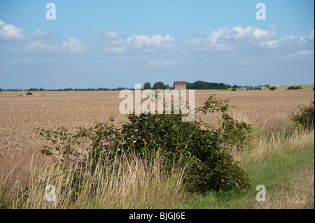 Fernblick von St. Peter an der Wand, Bradwell-on-Sea, Essex über Weizen Felder aus den Deich. Stockfoto