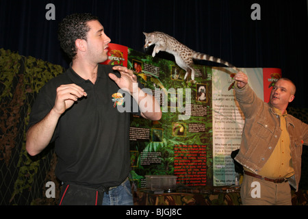 Tier-und Pflanzenwelt Museumspräsentation von tropischen Inc zeigt Genet Katze springen Stockfoto