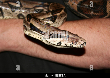 Museum Wildlife Präsentation von tropischen Inc zeigt retikuliert Python Python reticulatus Stockfoto