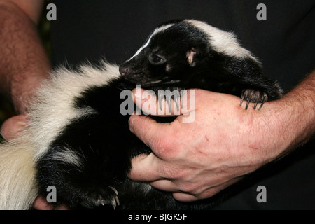Museum Wildlife Präsentation von tropischen Inc Holding Striped Skunk Mephitis mephitis Stockfoto