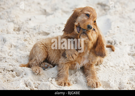 Cocker Spaniel Hund zwei Welpen spielen sand Stockfoto