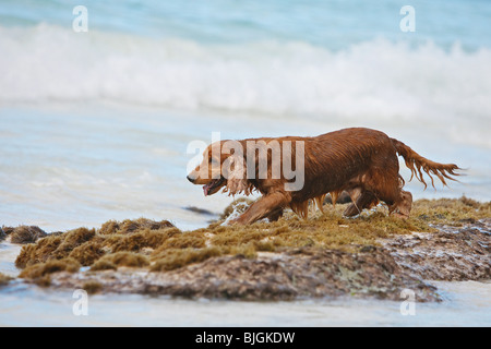 Cocker Spaniel Hund Ufer nass Stockfoto