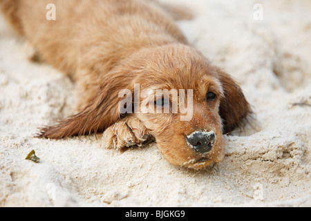 Cocker Spaniel Hund Welpe liegend sand Stockfoto