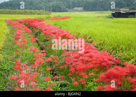 Rote cluster Amaryllis und ein Reisfeld Stockfoto