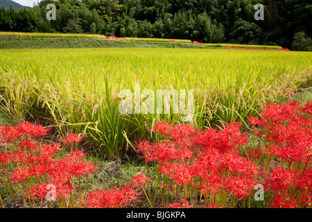 Rote cluster Amaryllis und ein Reisfeld Stockfoto