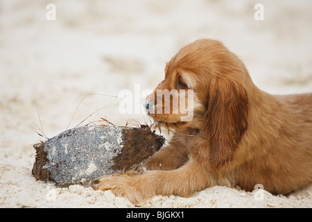 Cocker Spaniel Hund Welpe sand Stockfoto
