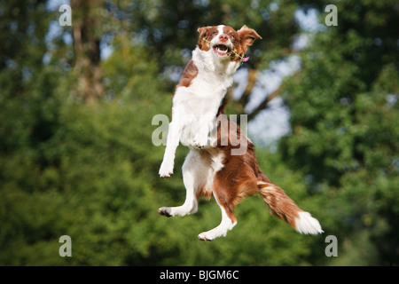 Australian Shepherd Hund springen Stockfoto