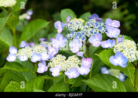 Lila Hydrangea blüht Stockfoto