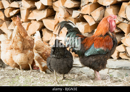 Hühner vor einem Holzstapel- Stockfoto