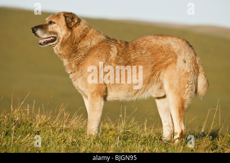 Transkaukasischen Owtscharka Hund stehend Stockfoto