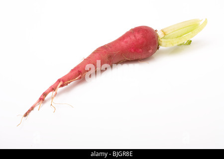 Roten Mooli auch bekannt als japanischer Rettich isoliert auf weißem Hintergrund. Stockfoto