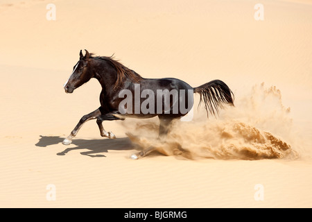 Marwari Pferde. Stute in Sanddünen in der Wüste Thar im Galopp. Rajasthan, Indien Stockfoto