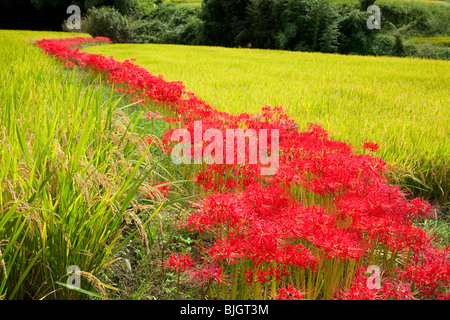 Cluster Amaryllis und ein Reisfeld Stockfoto