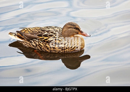 Stockente (weiblich) Badesee / Anas Platyrhynchos Stockfoto