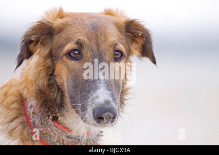 Barzoi Hund portrait Stockfoto