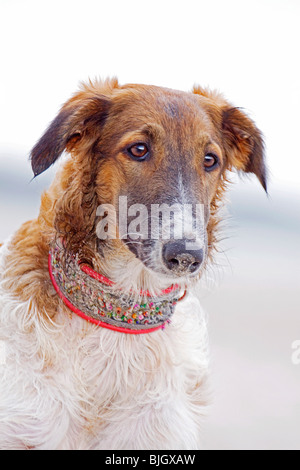 Barzoi Hund ständigen Porträt Stockfoto