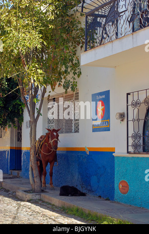 Auf einer Straße in Ajijic, Mexiko ist ein Pferd an einen Baum angebunden, während ein Hund auf dem Bürgersteig schläft. Stockfoto