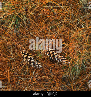 Tannenzapfen Stockfoto