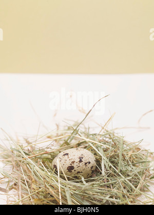 Wachtelei im Nest- Stockfoto