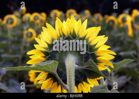 Sonnenblumen mit Blick auf den Sonnenaufgang am Morgen, von hinten gesehen. Stockfoto