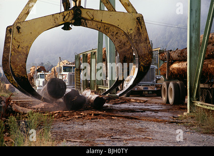 Sägewerk mechanische Kralle Loader, Scotia, CA Stockfoto