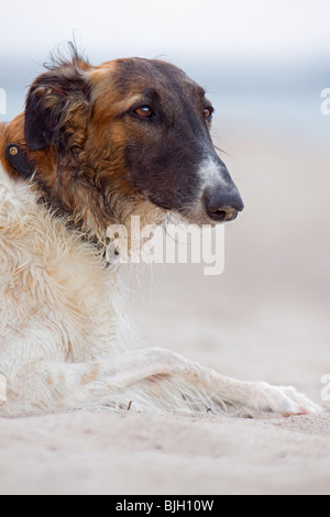 Barzoi Hund liegenden sand Stockfoto