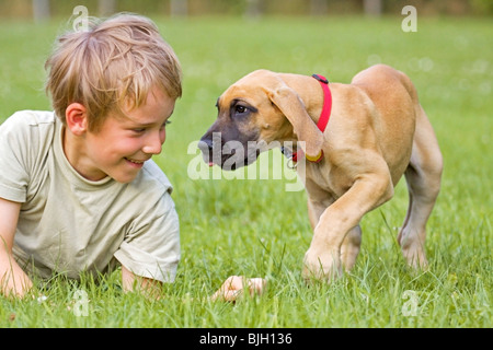 Junge mit einer Dogge Hund - Welpe - auf einer Wiese Stockfoto