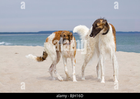 Russischer Wolfhound, Borzoi. Zwei Hunde stehen an einem Strand. Deutschland Stockfoto