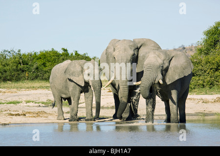 zwei afrikanische Elefanten Cub Wasserstelle / Loxodonta Africana Stockfoto