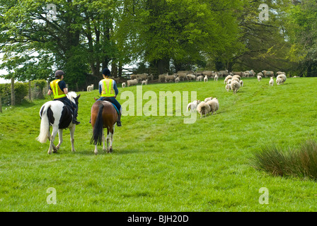 Zwei Reiter in einem Feld mit Schafen Stockfoto