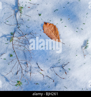 Blättern Sie auf schneebedeckten Boden Stockfoto